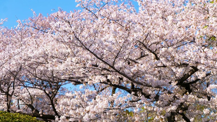 Sakura Tour