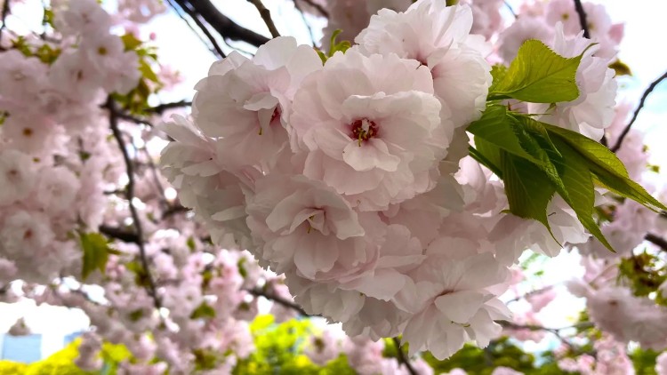 Sakura