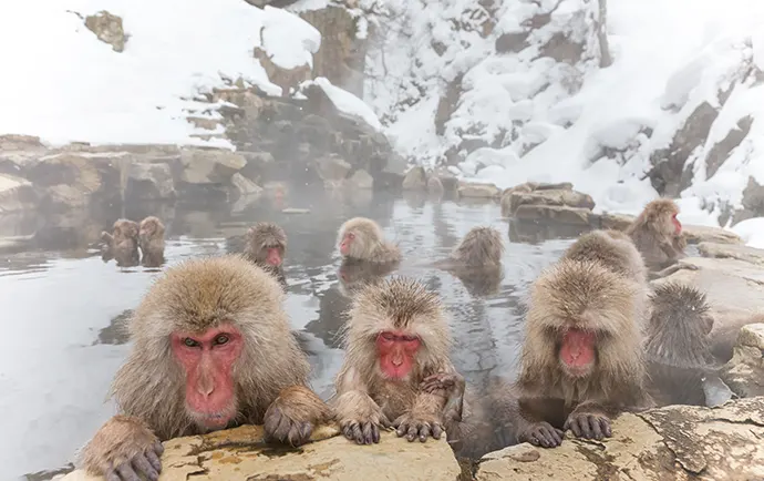 Jigokudani Snow Monkey One day Trip Tour